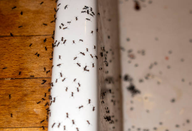 Best Pest Inspection Near Me  in Kingston Estates, NJ