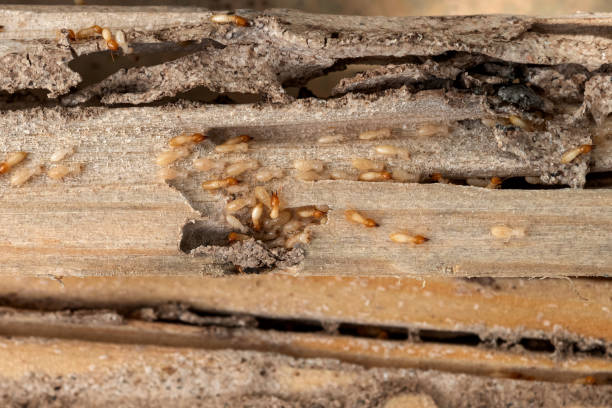 Best Termite Control Services  in Kingston Estates, NJ